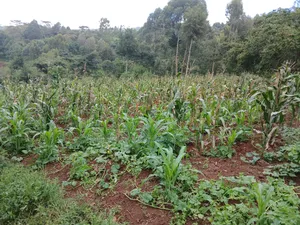 Distress Deal! Full Acre in Kahara, Ngong. Redsoil Off Ngong-Kahara Rd
