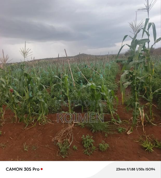 5 Acres Land for Sale - thumbnail 4