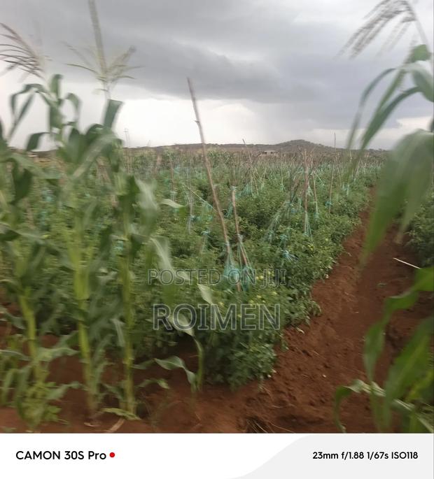 5 Acres Land for Sale - thumbnail 7