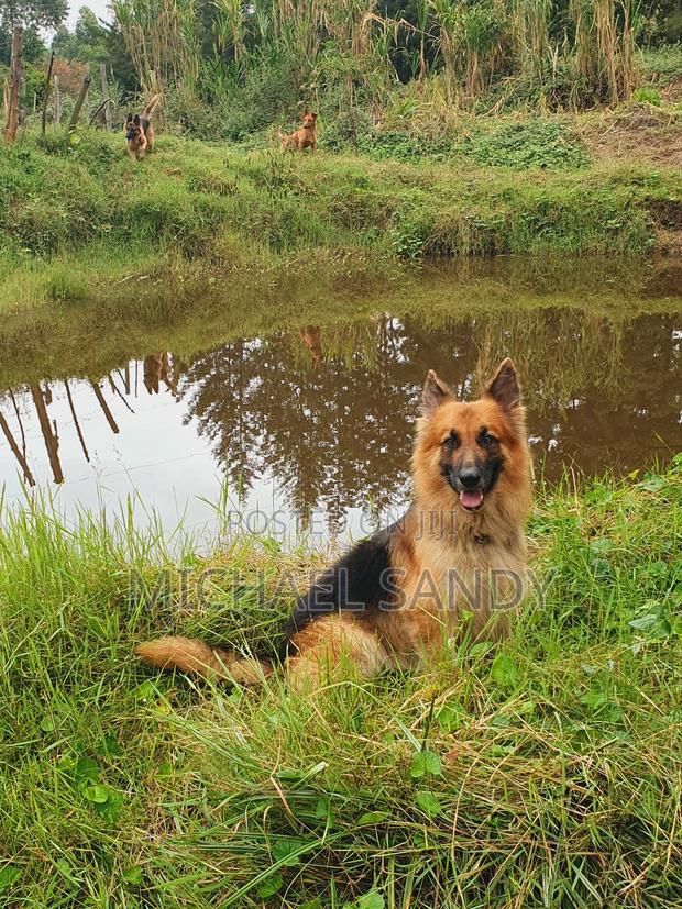 1+ year Male Purebred German Shepherd