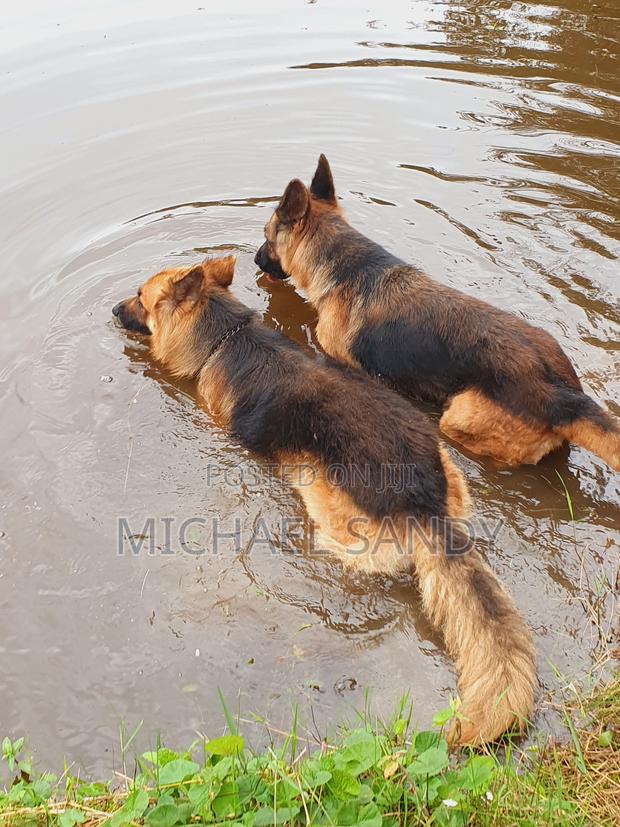 1+ year Female Purebred German Shepherd