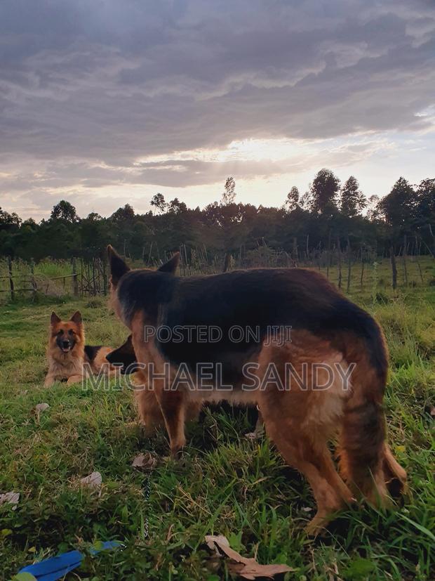 1+ year Female Purebred German Shepherd - thumbnail 2