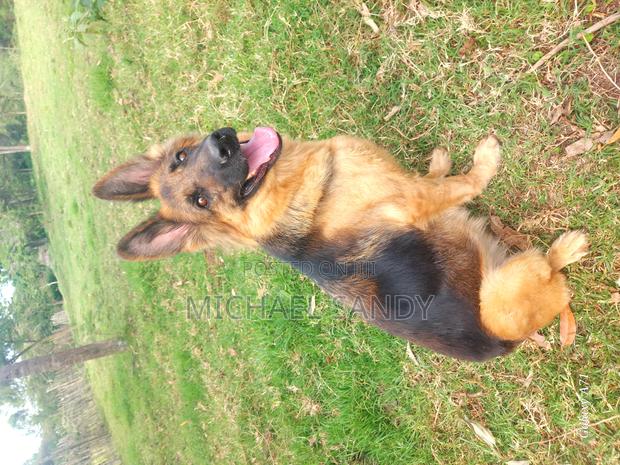 1+ year Female Purebred German Shepherd - thumbnail 4