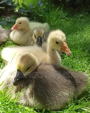 Chinese Goslings