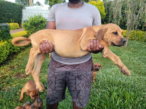 1-3 months Male Mixed Breed Boerboel