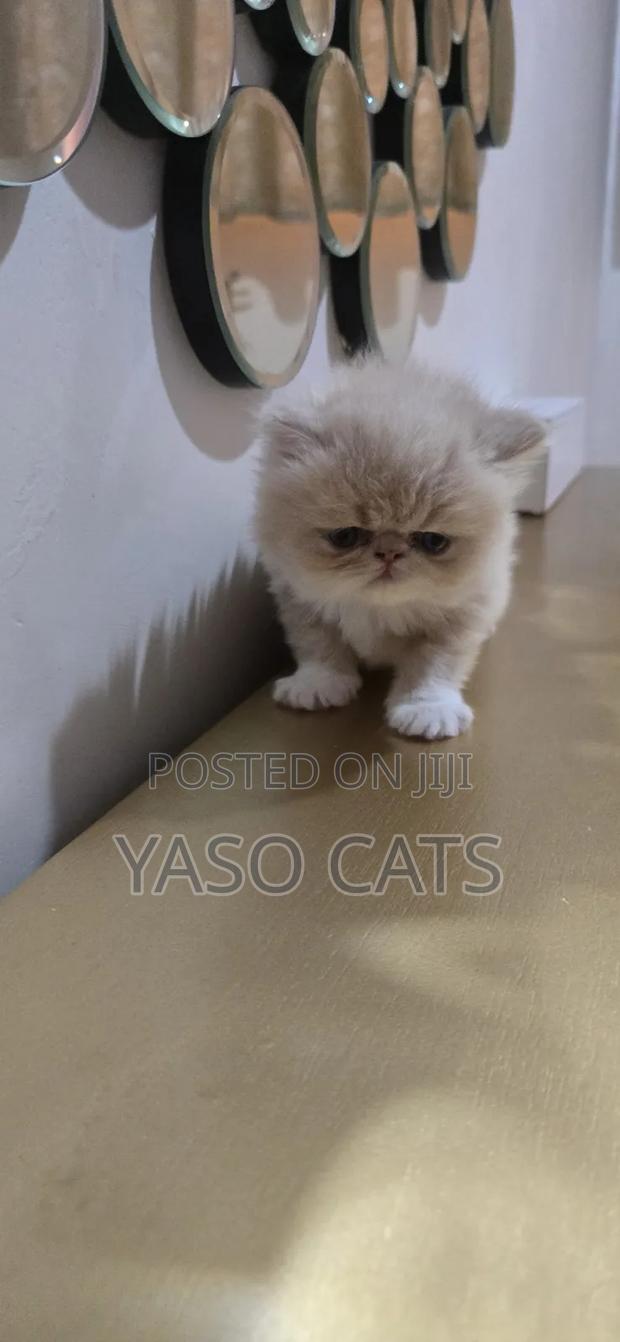 1-3 months Female Purebred Persian - thumbnail 4