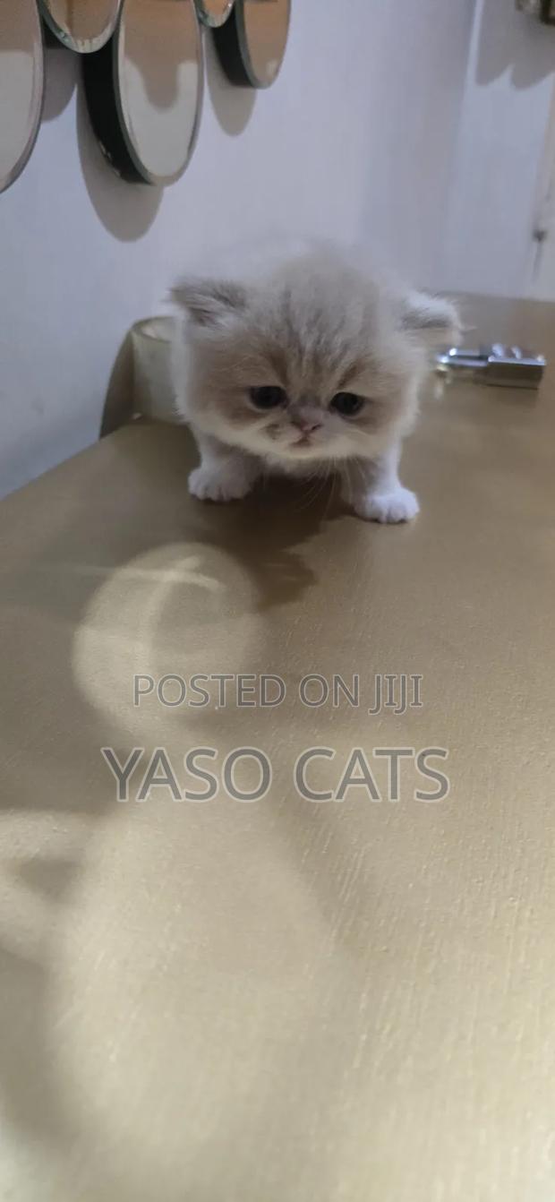1-3 months Female Purebred Persian - thumbnail 5