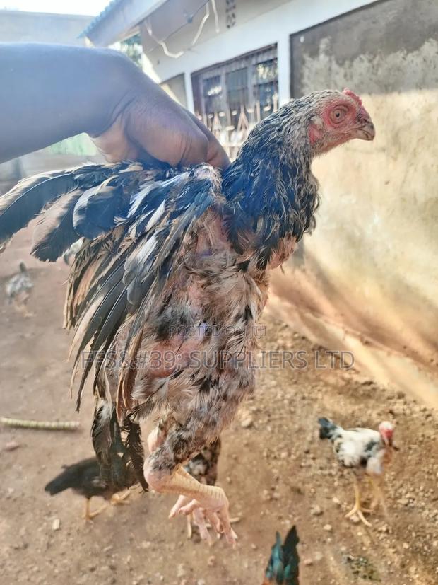 Kuch Chickens
