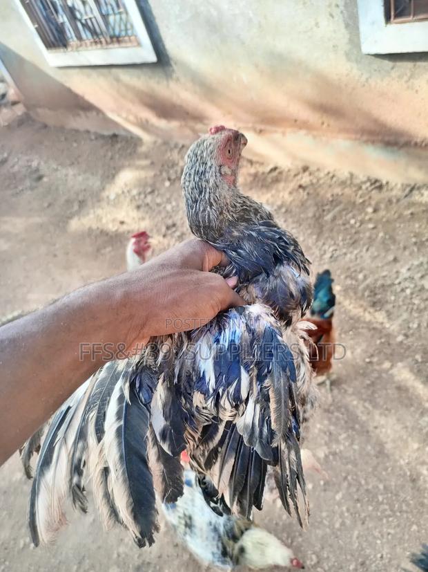 Kuch Chickens - thumbnail 2