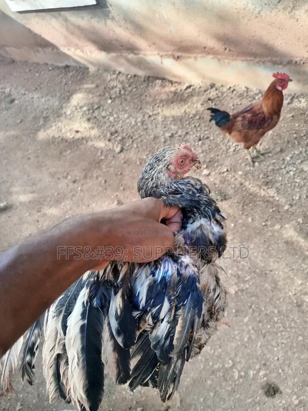 Kuch Chickens - thumbnail 3