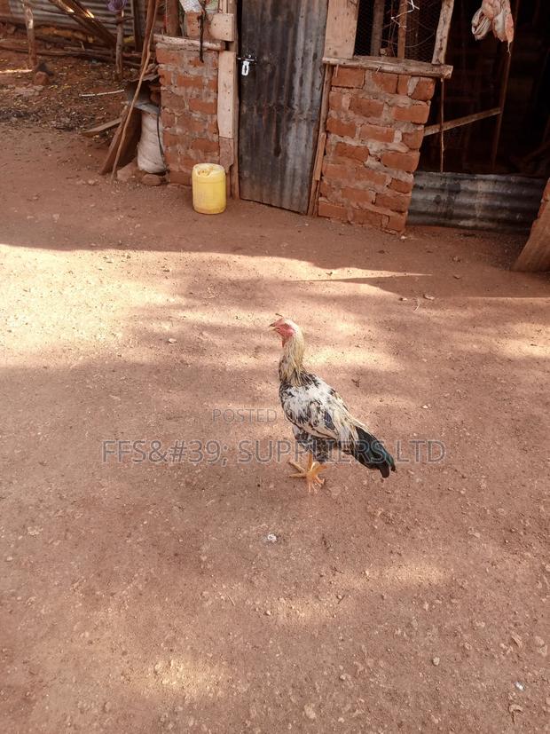 Kuch Chickens - thumbnail 4