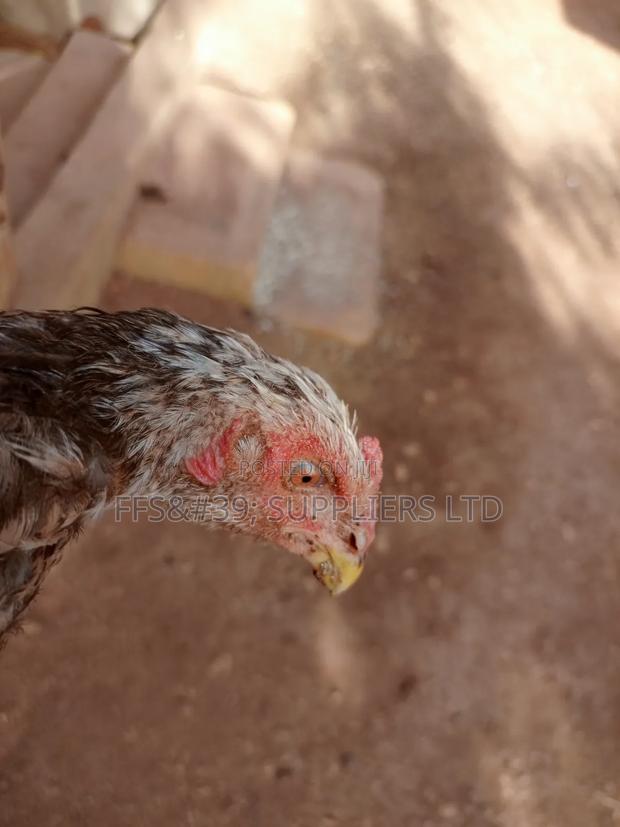 Kuch Chickens - thumbnail 5