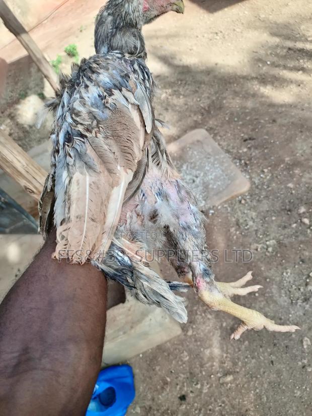 Kuch Chickens - thumbnail 8