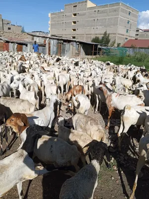 Galla Goats