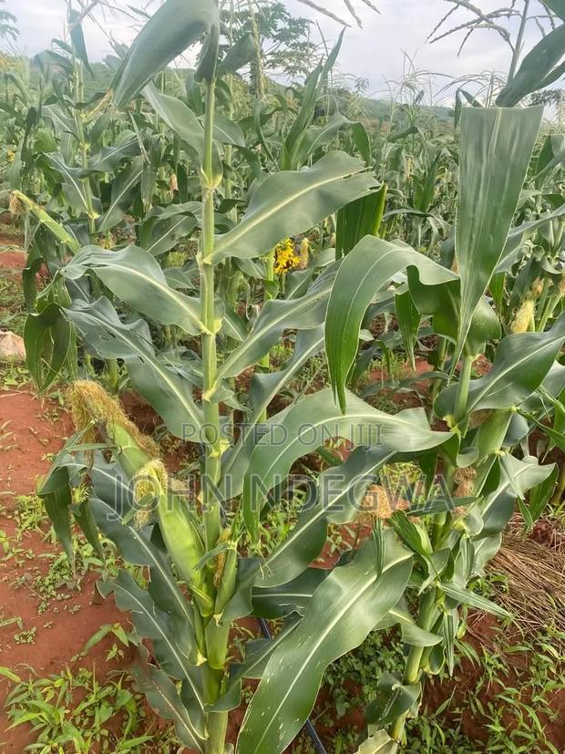 Embu Prime Land - thumbnail 15