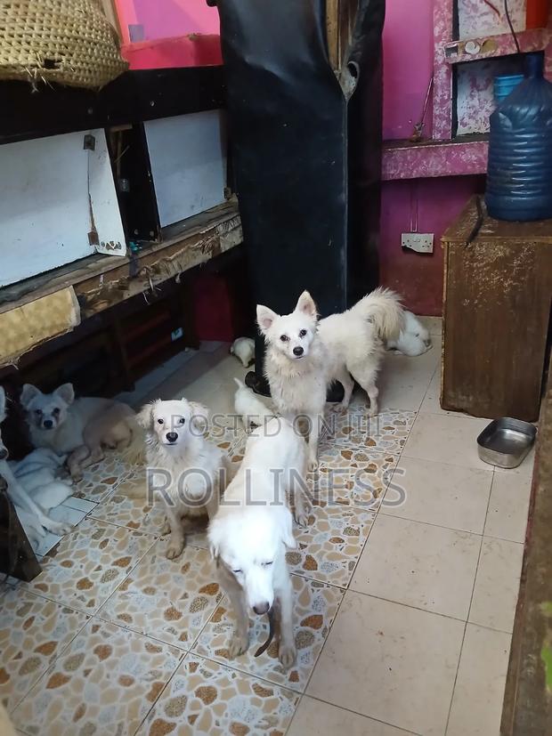 1-3 months Male Purebred Japanese Spitz - thumbnail 2