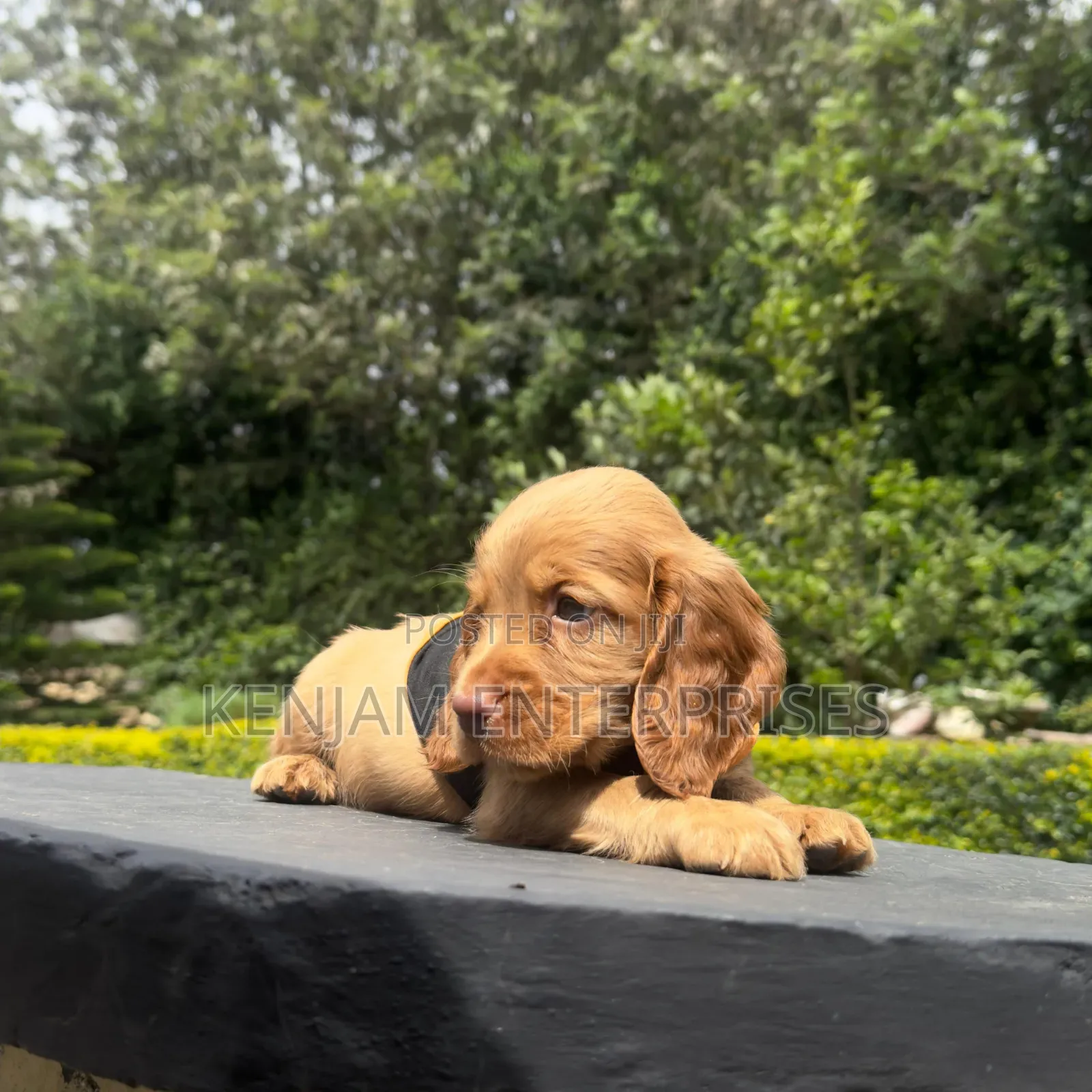 1-3 months Male Purebred Cocker Spaniel