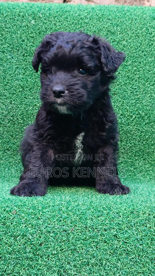1-3 months Male Purebred Havanese