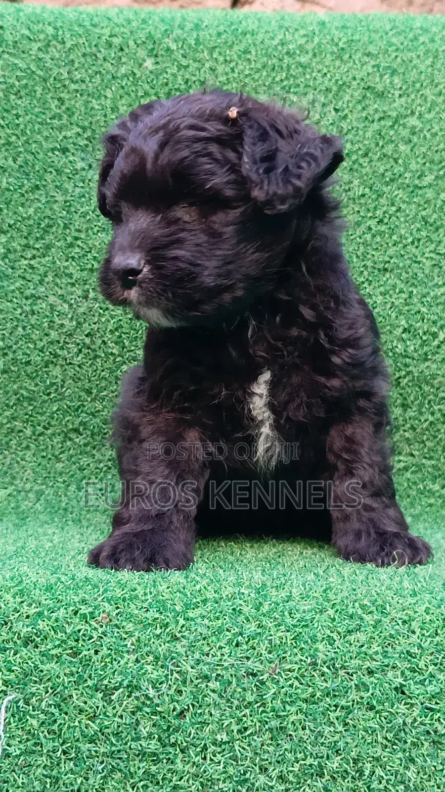 1-3 months Male Purebred Havanese