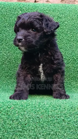 1-3 months Male Purebred Havanese