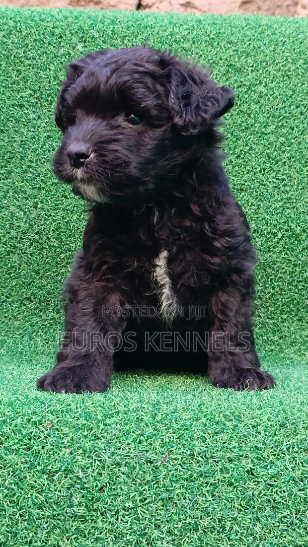 1-3 months Male Purebred Havanese - thumbnail 3
