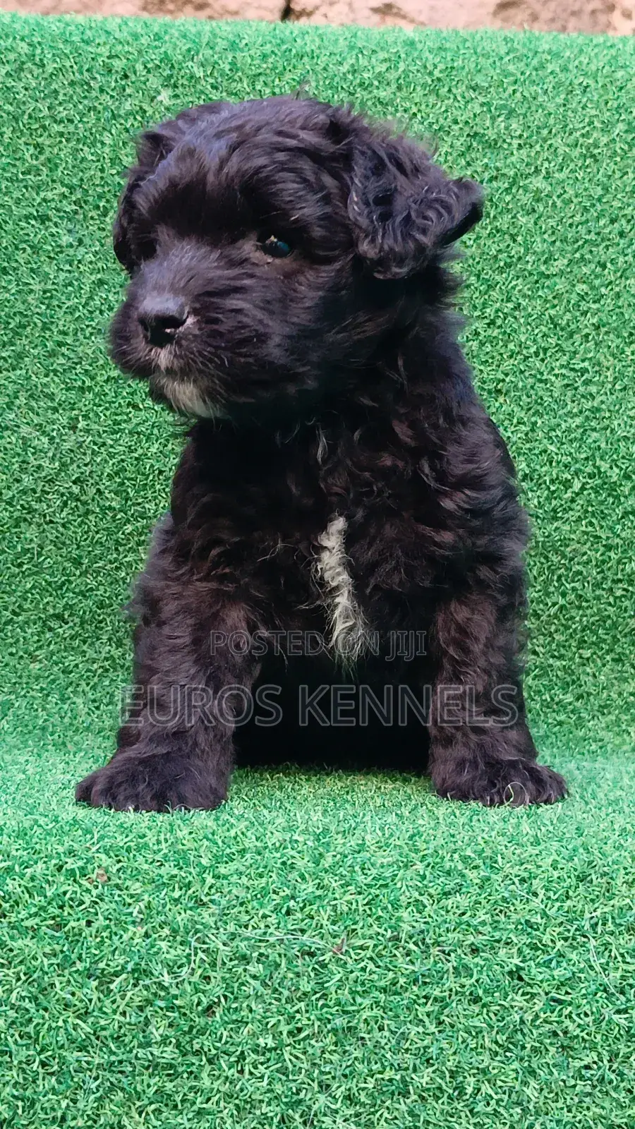 1-3 months Male Purebred Havanese
