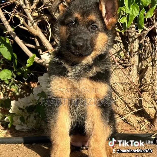 1-3 months Male Purebred German Shepherd