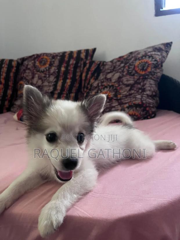 3-6 months Female Mixed Breed Maltese