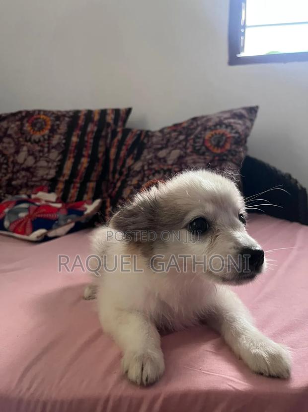 3-6 months Female Mixed Breed Maltese - thumbnail 2