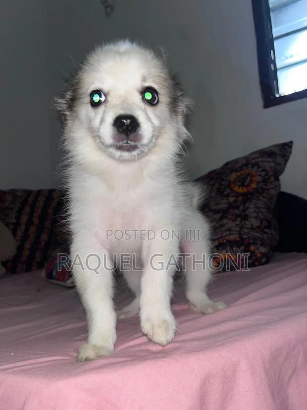 3-6 months Female Mixed Breed Maltese - thumbnail 3