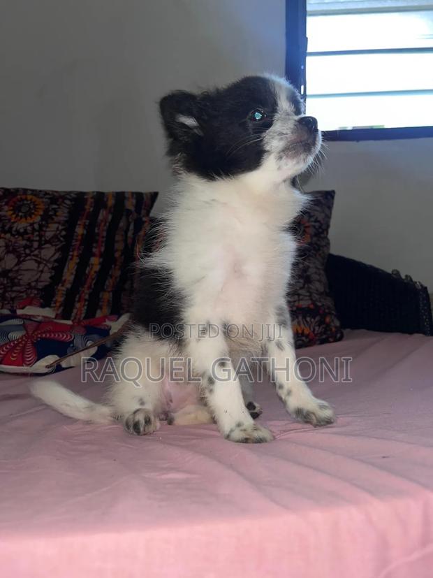 3-6 months Female Mixed Breed Maltese - thumbnail 4