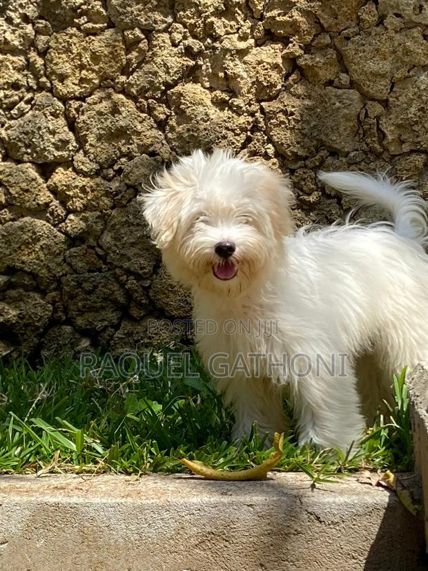 3-6 months Female Mixed Breed Maltese - thumbnail 8