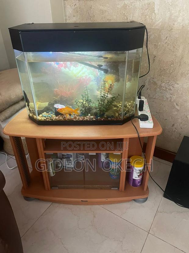 Aquarium Tank With 2 Gold Fish 1 Algae Eater Pump Light Plus Stand - main view