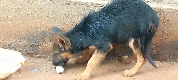 3-6 months Male Purebred German Shepherd
