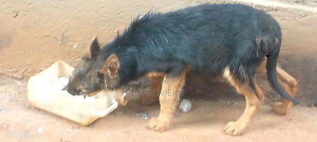 3-6 months Male Purebred German Shepherd - thumbnail 2