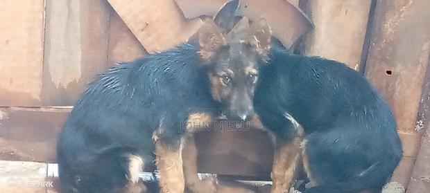 6-12 months Female Purebred German Shepherd