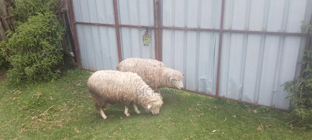 Cow and Sheep - thumbnail 2