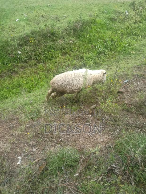 Cow and Sheep - thumbnail 3