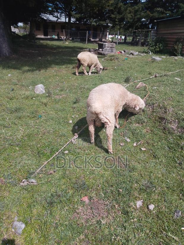 Cow and Sheep - thumbnail 6