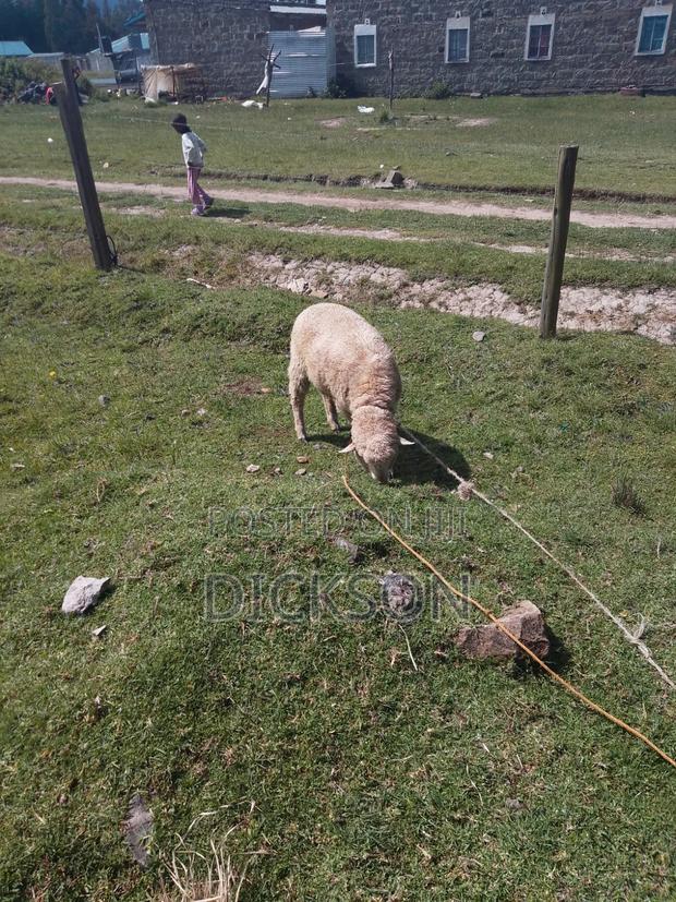 Cow and Sheep - thumbnail 7