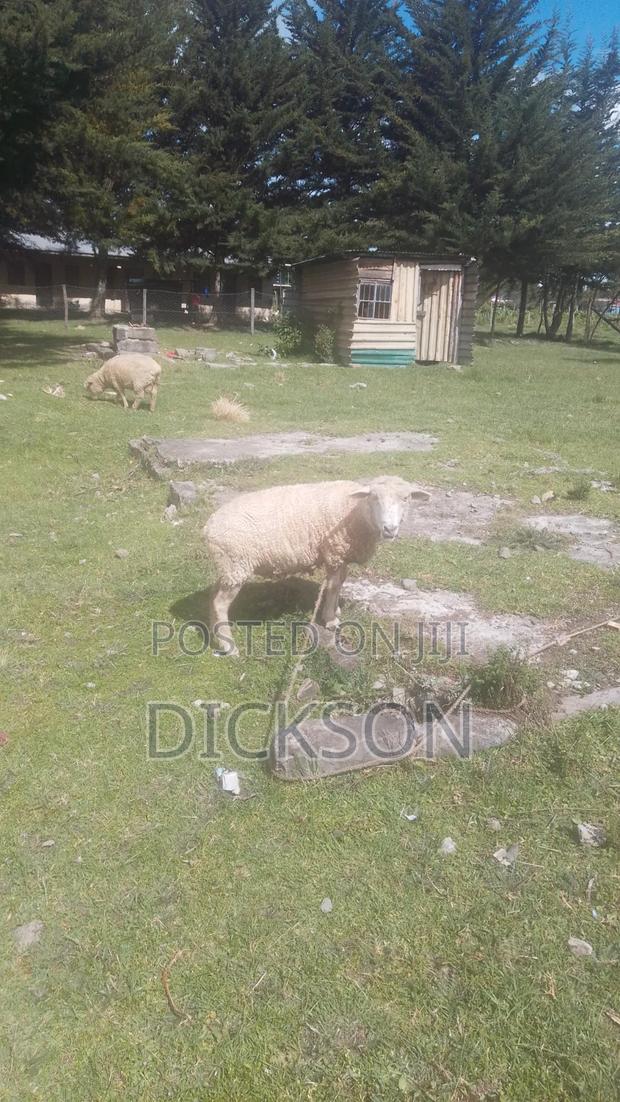 Cow and Sheep - thumbnail 8
