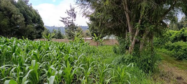 Plot for Sale in Kikuyu Kerwa (Ready Title Deed) - thumbnail 3