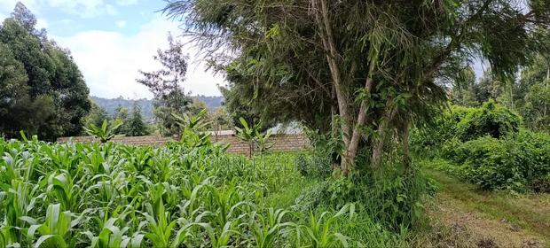 Plot for Sale in Kikuyu Kerwa (Ready Title Deed) - thumbnail 4