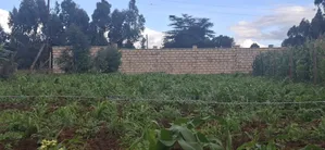 Prime Residential Plots for Sale – Kikuyu Ng’Amba, Kiambu County