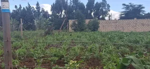 Prime Residential Plots for Sale – Kikuyu Ng’Amba, Kiambu County