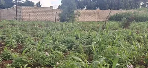 Prime Residential Plots for Sale – Kikuyu Ng’Amba, Kiambu County