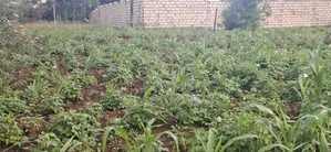 Prime Residential Plots for Sale – Kikuyu Ng’Amba, Kiambu County