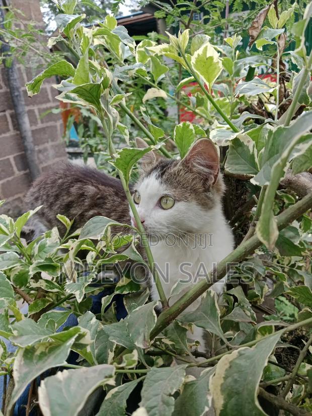 3-6 months Female Mixed Breed Maine Coon