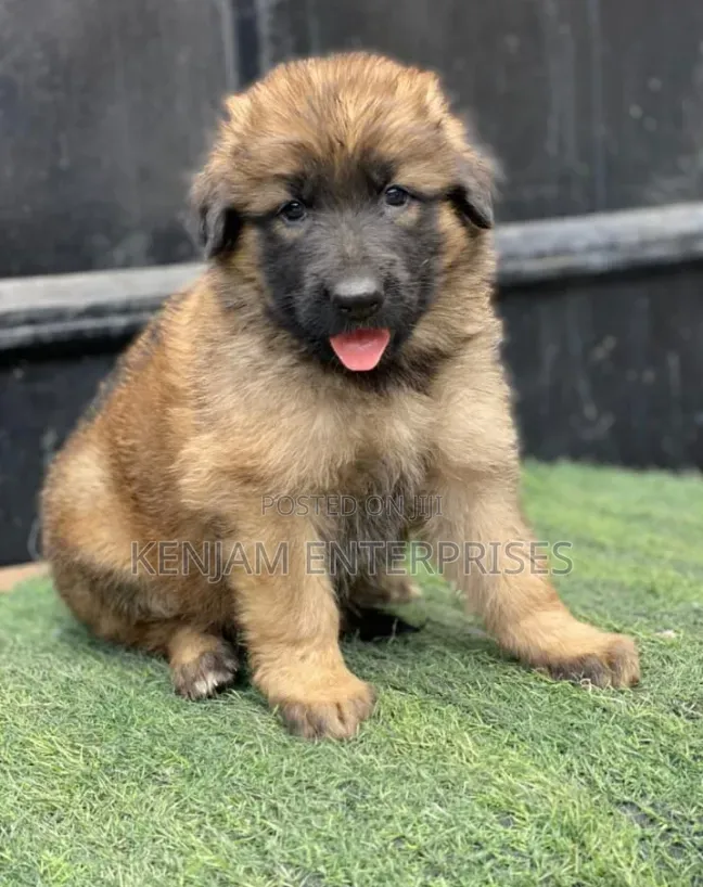 1-3 months Female Purebred German Shepherd