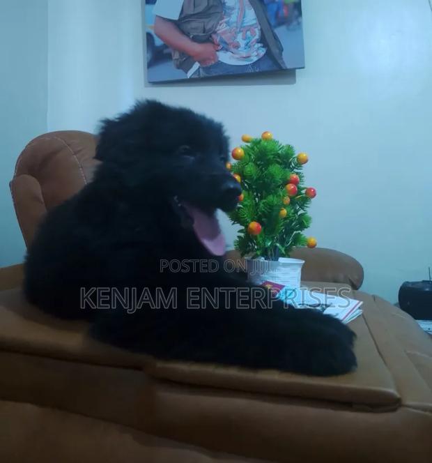 1-3 months Male Purebred German Shepherd
